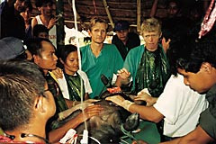 Mads Gilbert og Hans Husum veileder studenter ved &laquo;Jungeluniversitetet&raquo; i Burma i operasjonstrening p&aring; gris. Foto privat