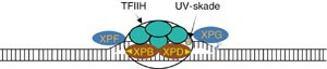  Figur 2    Illustrasjonen viser et intermediat under nukleotidutkuttingsreparasjon (NER) av UV-skade. XPB og XPD er to av&hellip;
