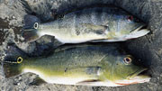 Peacock bass (pavon) er en av de mest ettertraktede fiskearter for sportsfiskere. Det er en cichlid og ikke en bass&hellip;