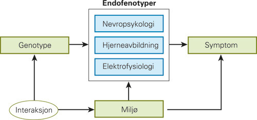 Figur 2  Endofenotyper er egenskaper i hjernen eller ved atferden som er bindeledd mellom genotype og fenotype. De kan m&aring;les&hellip;