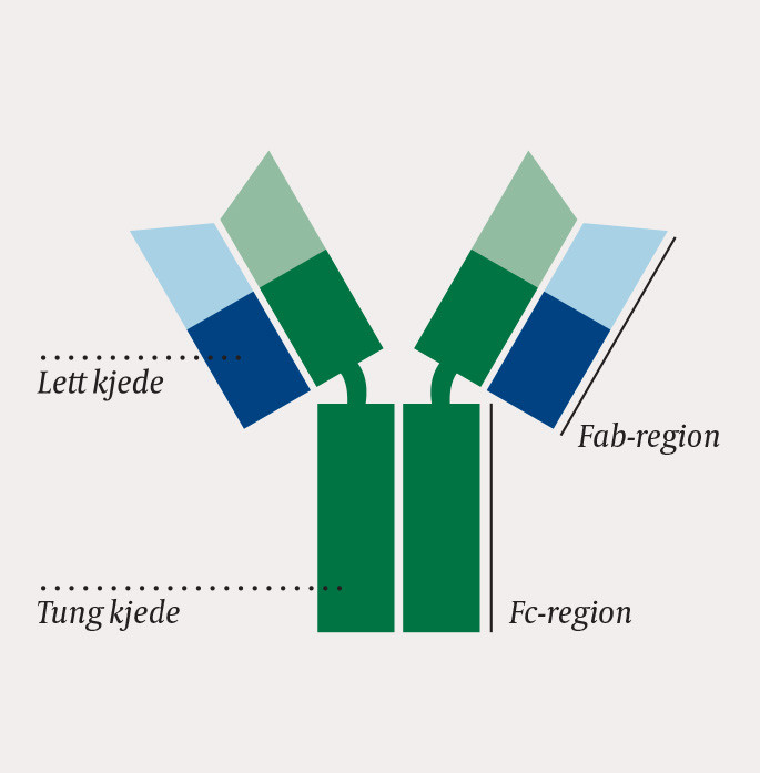 Figur 2 En immunglobulinmonomer best&aring;r av to tunge og to lette kjeder som sammen danner to Fab-regioner og &eacute;n Fc-region