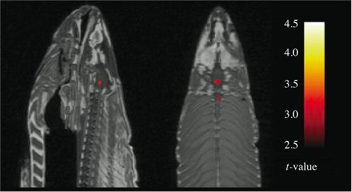 Figure 1 Brain scan of a salmon with t-values from T-tests uncorrected for multiple comparisons. Source: Craig Bennett /&hellip;
