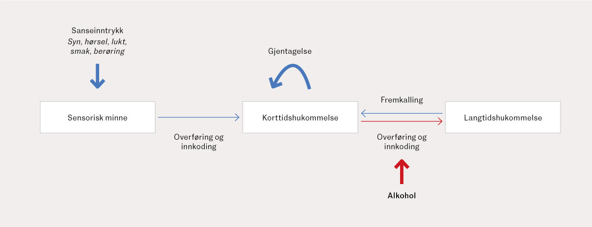 Figur 1 Sammenhengen mellom korttidshukommelse, langtidshukommelse og hvordan alkohol p&aring;virker overf&oslash;ringen mellom disse (6,&hellip;