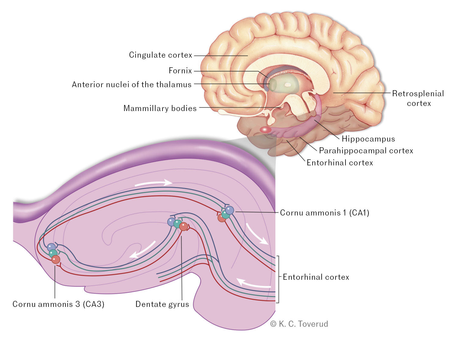 Figure 1 Functional anatomy of the memory system. Episodic memory, the ability to remember what, where and when we have&hellip;