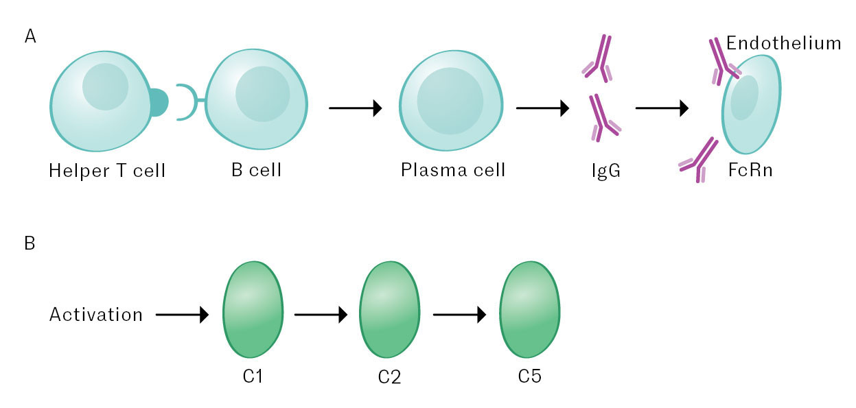 Figure 2 a) Production of IgG antibodies in myasthenia gravis and their degradation in endothelial cells, where FcRn&hellip;