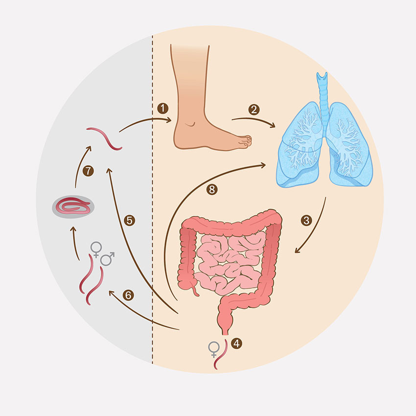 Figure 2 Diagram of the lifecycle of Strongyloides inside and outside the human body. Infective (filariform) larvae&hellip;