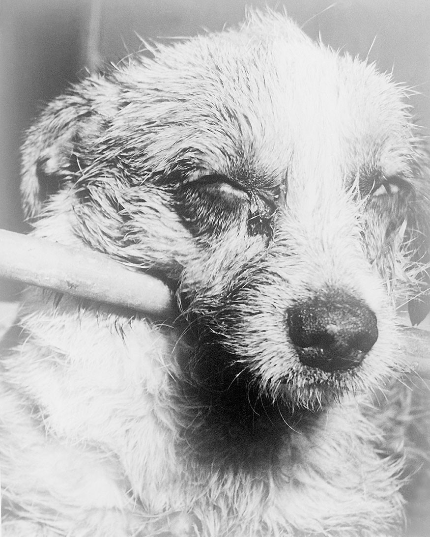 Hund sent i forl&oslash;pet av paralytisk rabies. Dyr med paralytisk rabies blir deprimerte, letargiske og ukoordinerte f&oslash;r de&hellip;