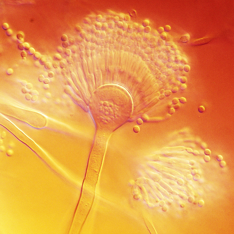 Aspergillus terreus-koloni p&aring; bengalrose-agar. Foto: CC0