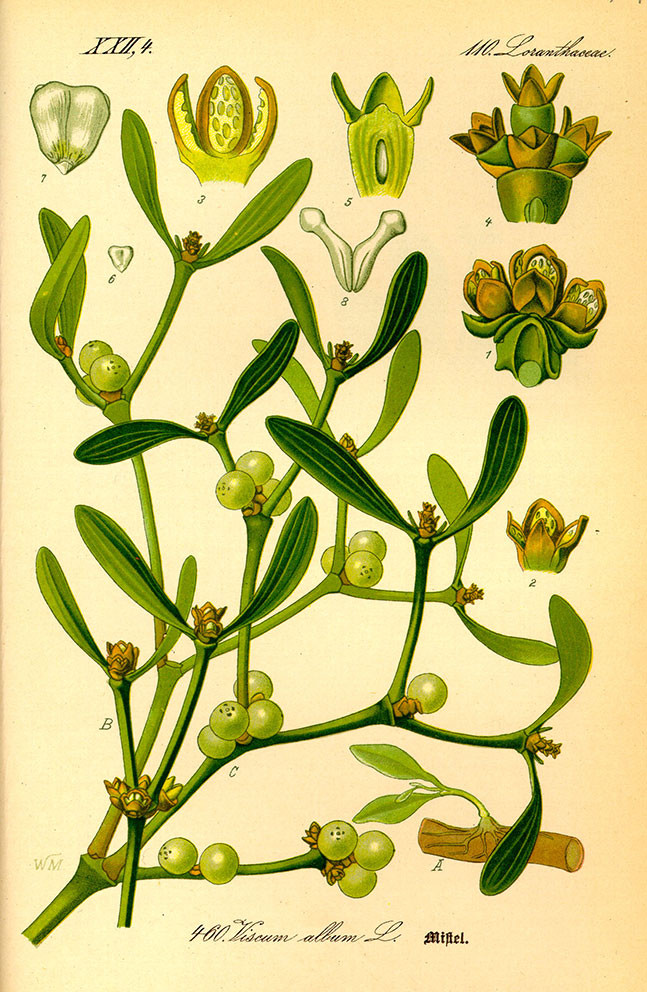 Viscum album. Otto Wilhelm Thom&eacute;, &laquo;Flora von Deutschland, &Ouml;sterreich und der Schweiz, Nur Tafeln.&raquo; (1885&nbsp;-&nbsp;1905). I&hellip;